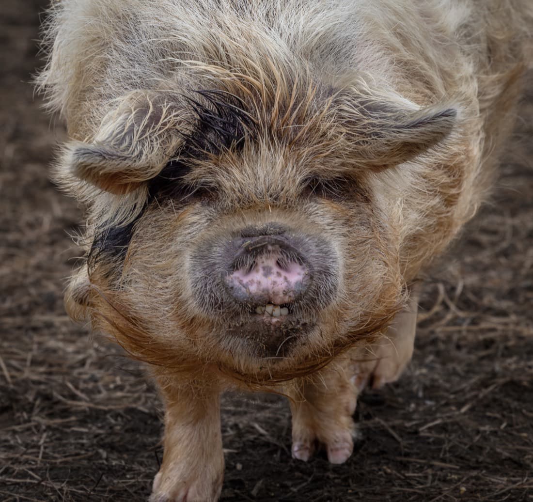 Bowser — chief mischief officer