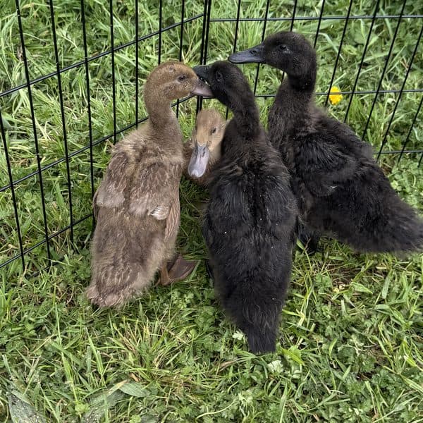 Four young ducks, two brown and two black, huddled together in the grass inside their pen at Wild Roots Farm