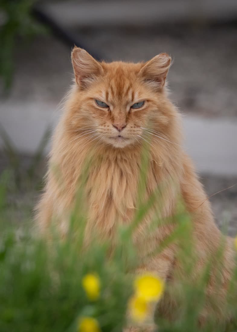 Penelope — greenhouse security, second shift