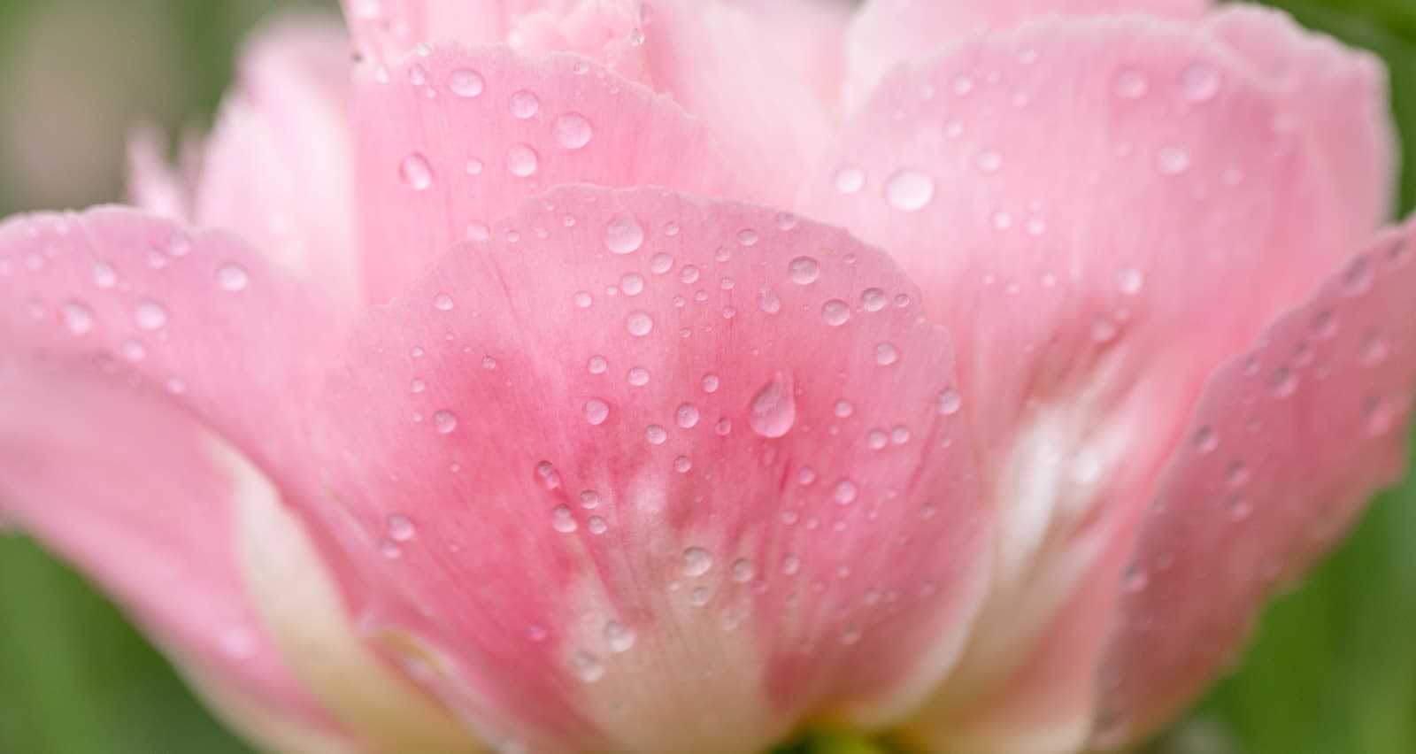A pale pink peony in full bloom, petals beaded with morning rain